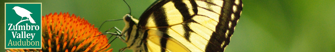 Tiger Swallowtail on Coneflower