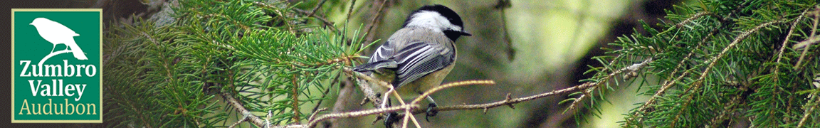 Black-capped Chickadee